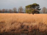 Wierdense Veld
